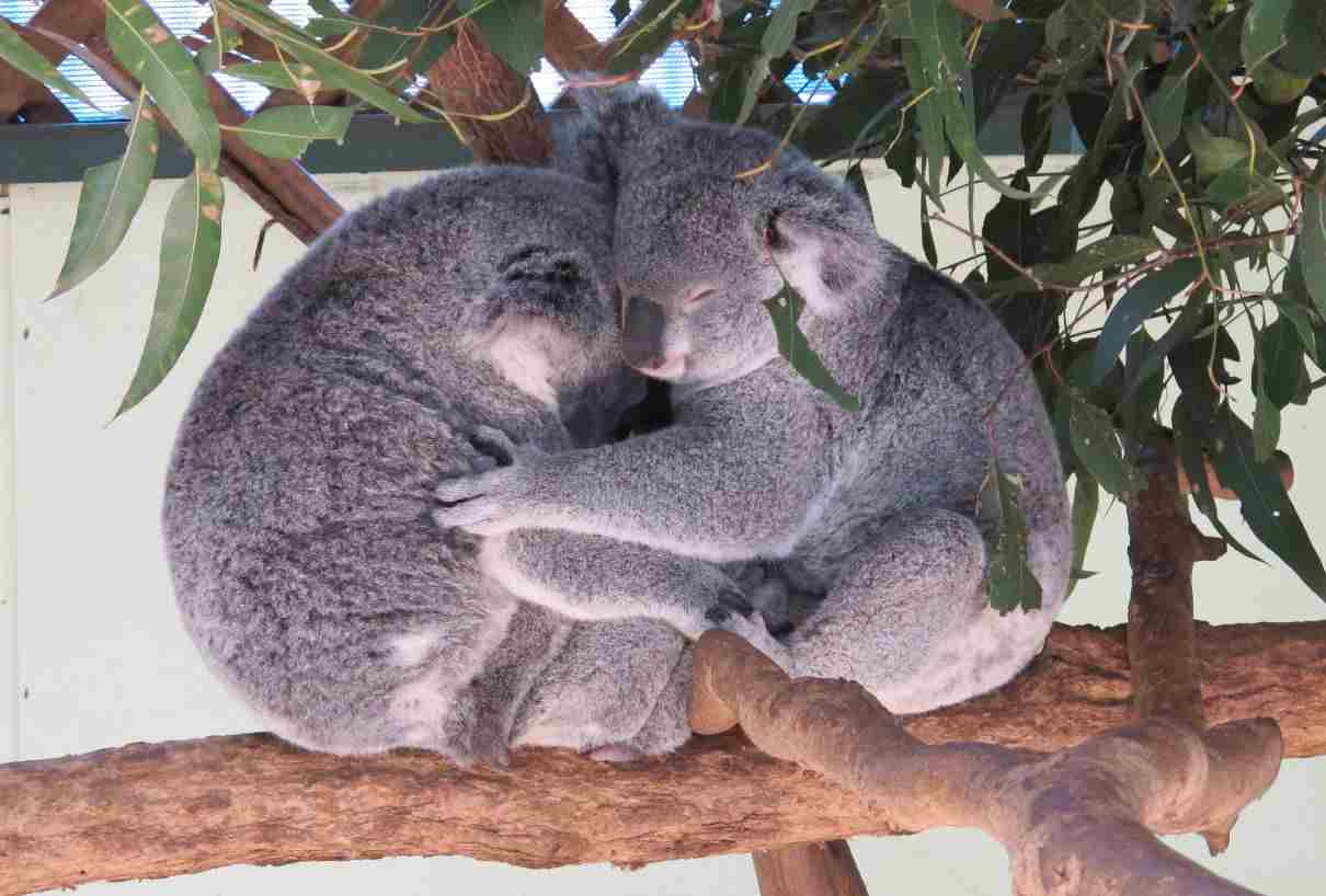 Comportamiento de los Koalas