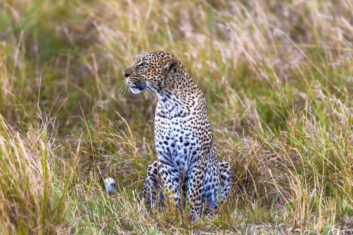 Comportamiento del leopardo (Panthera pardus)