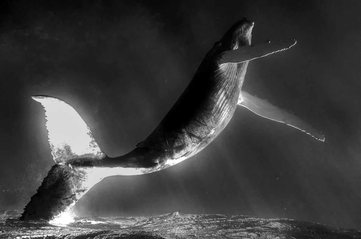 Comportamiento de las ballenas, aprendizaje y comunicación