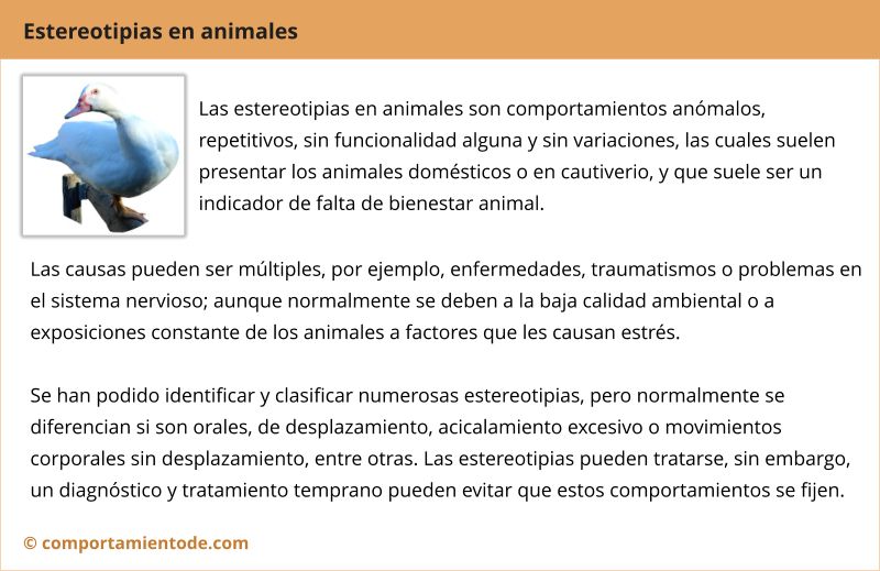 Resumen, conclusiones sobre estereotipias en animales