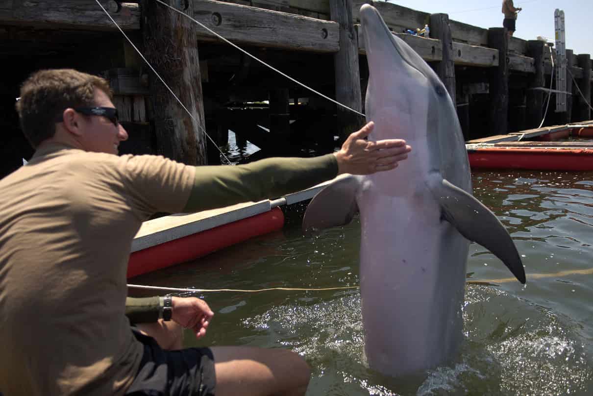 Foto seleccionada para: cómo se comportan los delfines, curiosidades