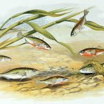 Comportamiento del pez espinoso, Gasterosteus aculeatus