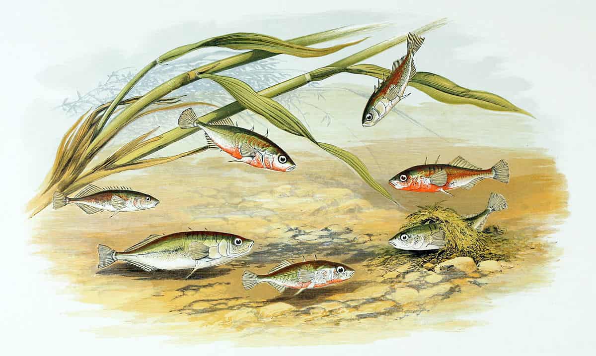 Comportamiento del pez espinoso, Gasterosteus aculeatus