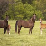 Comportamiento de los caballos: una guía completa comportamiento-de-los-caballos